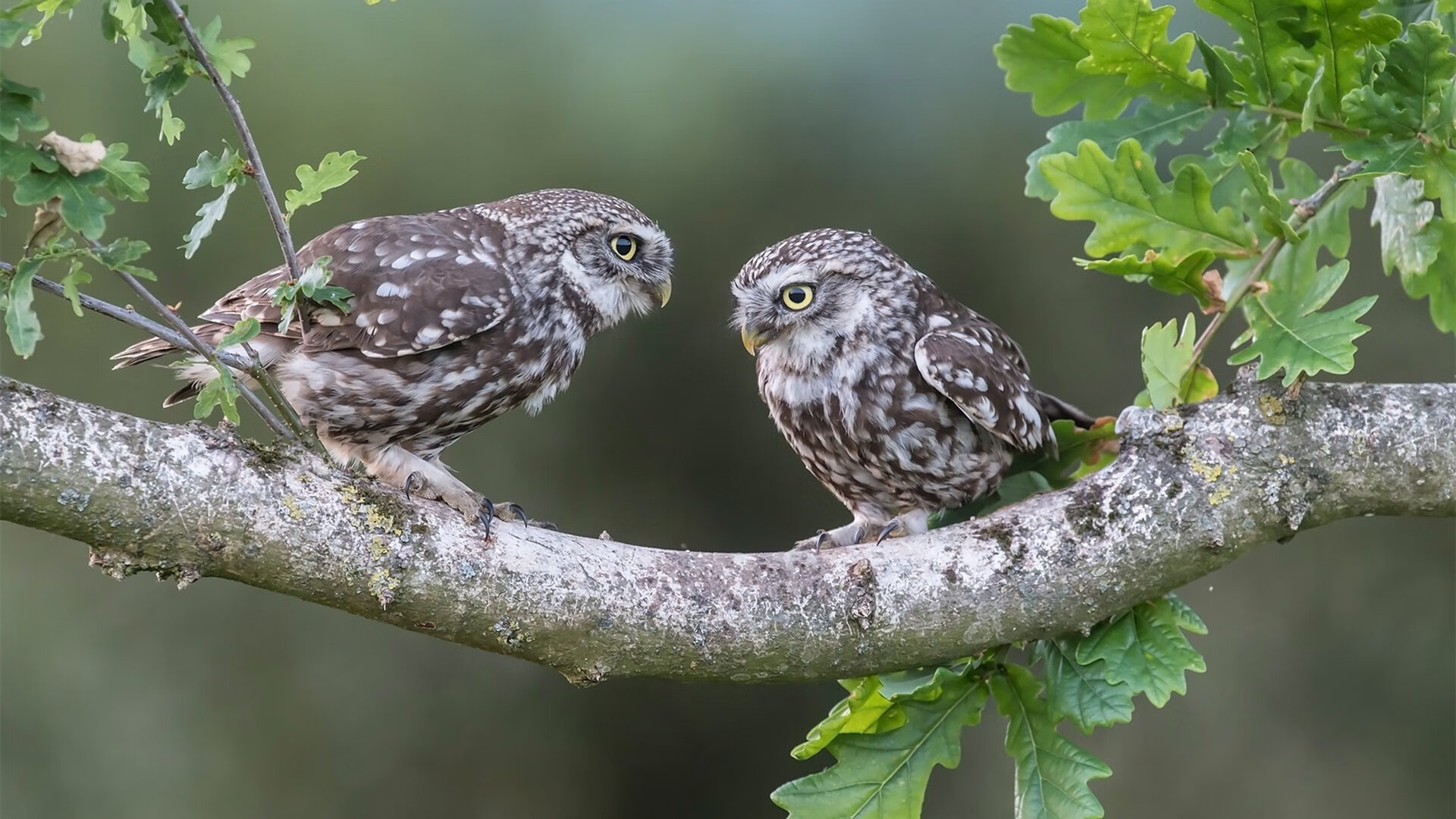 kaiyun网站-自由泳50米前三米爆发力数据分析，自由泳50米swolf