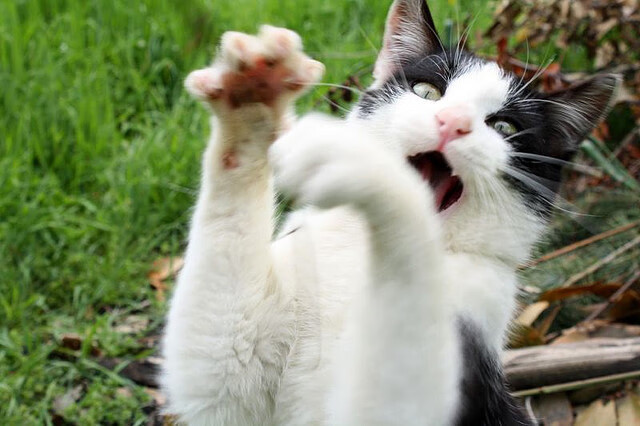 kaiyun登录入口-世界杯教练辞职背后原因，足球世界杯教练