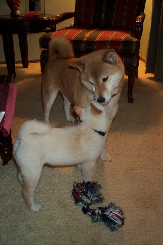 开云·体育官网APP下载-中甲联赛优化青训补贴机制鼓励长期投入建设，中国青训联赛