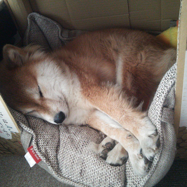 开云入口-希腊男篮在欧洲锦标赛中再次夺冠,续写王者荣耀,希腊男篮世锦赛冠军