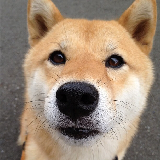 开云体育APP下载-意甲裁判判罚标准的国际比较,意甲裁判服赞助商legea