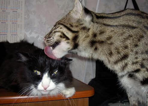 kaiyun官方入口登录-李冰洁决赛回顾：从起跳到终点全程精彩，李冰洁赛后采访视频