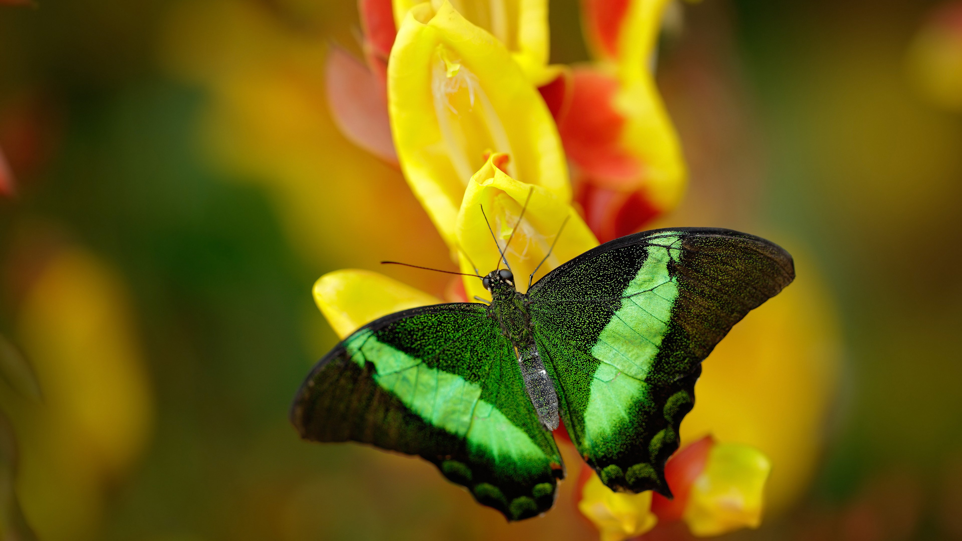 kaiyun体育app-篮球短视频账号迅速增长成为传播篮球知识新载体,篮球短视频软件