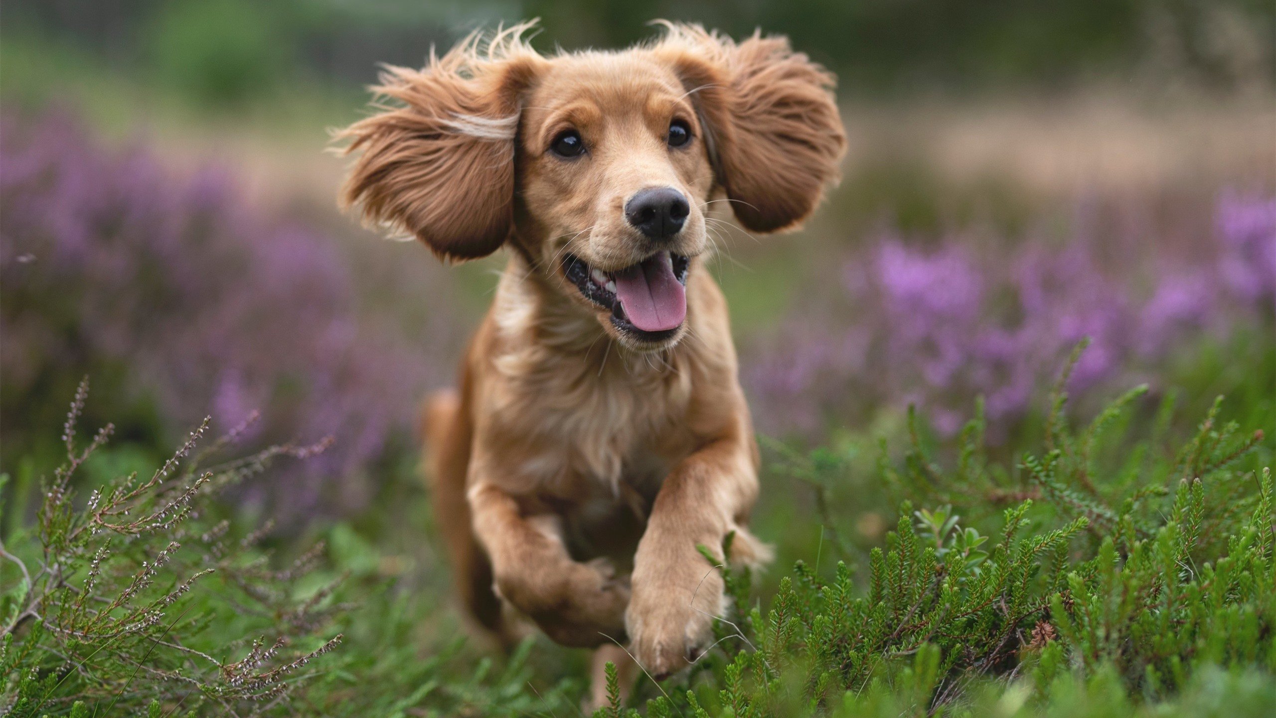 kaiyun开云·官方网站-与新疆同行:重温总书记考察